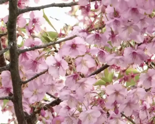 粉红樱花视频