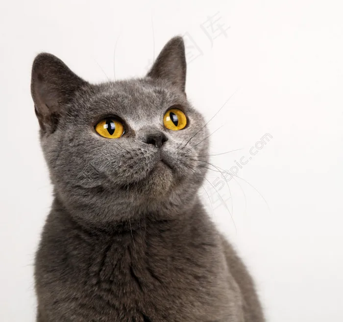 宠物猫36图片