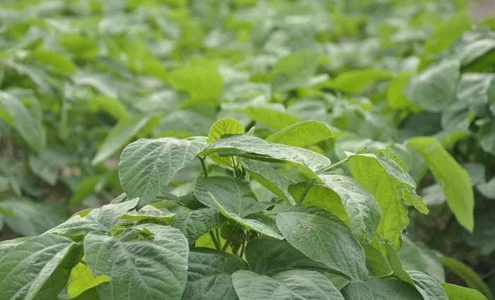 我们的毛豆图片