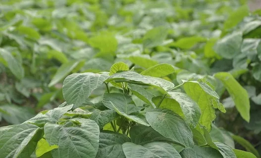 我们的毛豆图片 我们的毛豆图片