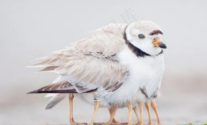 小鸟图片