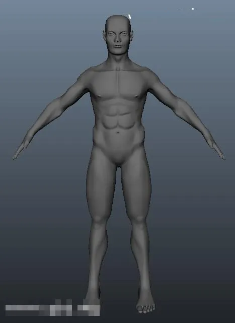 3D人体模型