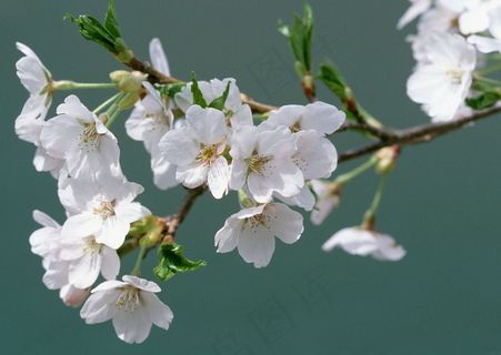 春天花朵 花朵图片 桃花 李花 杏花 春暖花朵 桃花林 春天花朵 花朵图片 桃花 李花 杏花 春暖花朵 桃花林