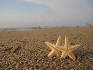 海星图片