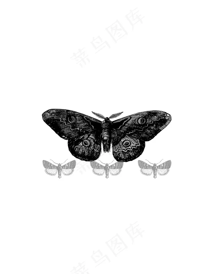 蝴蝶插画