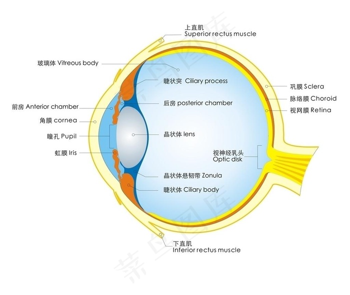 眼睛结构图图片