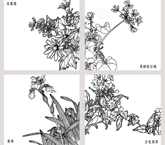 白描花卉图片(597X843)eps,ai矢量模版下载