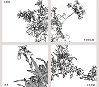 白描花卉图片
