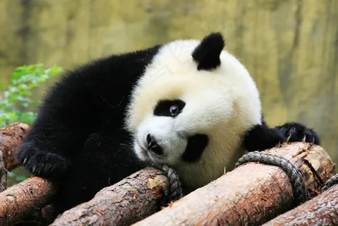 可爱大熊猫图片 可爱大熊猫图片