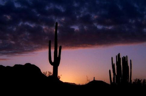 日出时分仙人掌背景视频