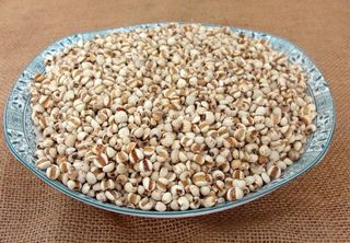 薏仁米 薏米图片
