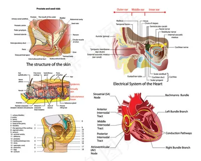 人体器官结构图矢量素材