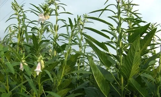 芝麻开花图片 芝麻开花图片