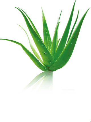 芦荟汁芦荟胶化妆品海报PNG免扣素...