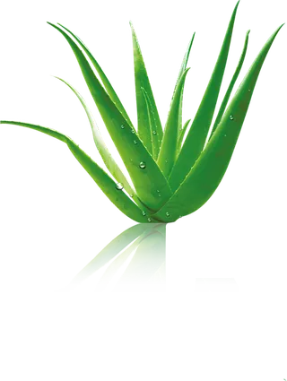 芦荟汁芦荟胶化妆品海报PNG免扣素...