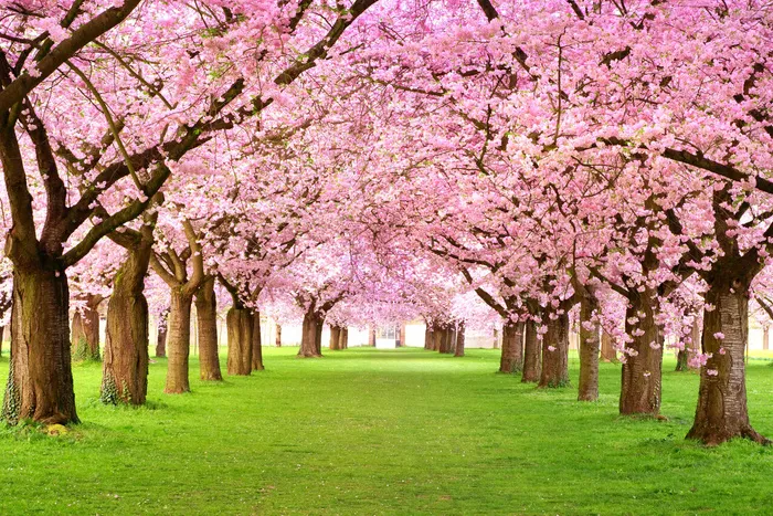 樱花背景墙图  装饰画图片