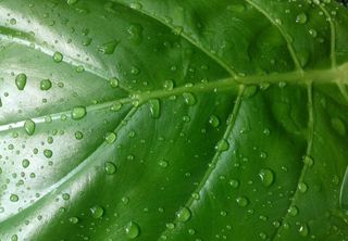 叶子水滴图片
