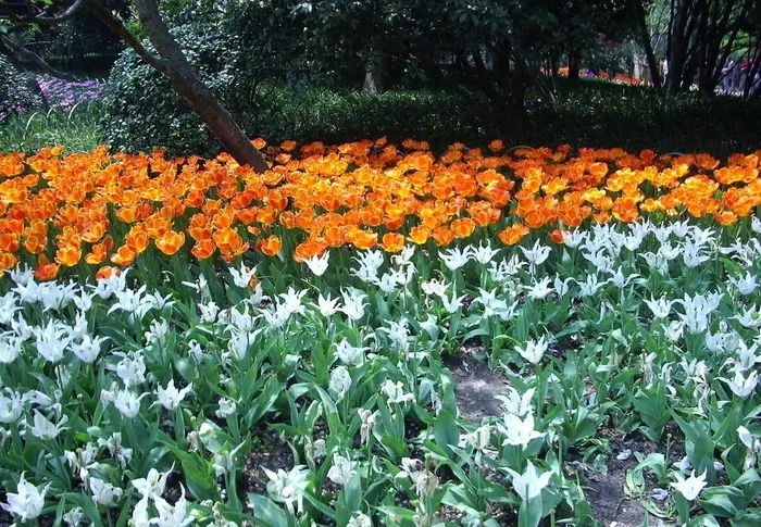 郁金香花丛图片