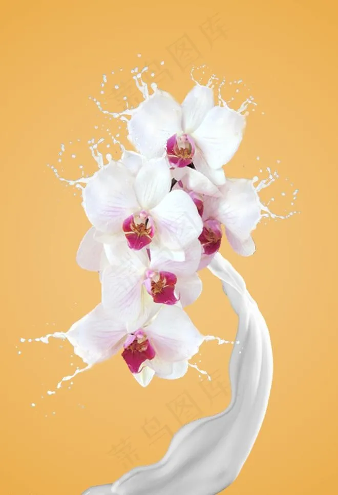 牛奶花图片psd模版下载