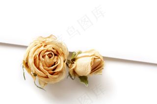 金色玫瑰花背景图片