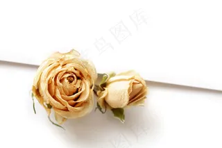 金色玫瑰花背景图片