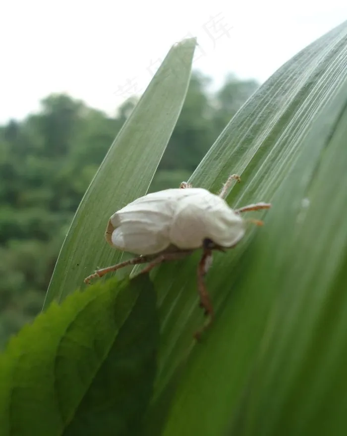 昆虫图片