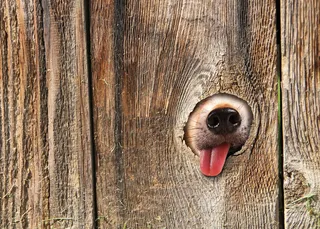 木板与小狗图片