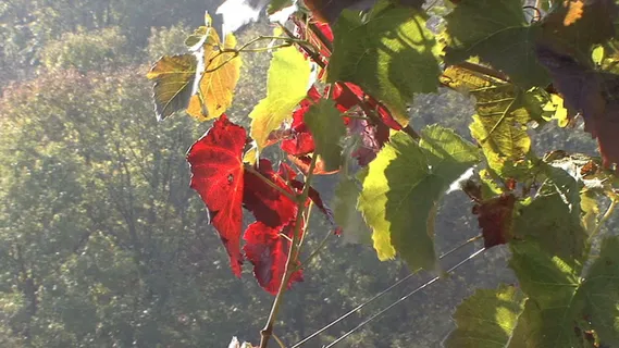 红葡萄叶在阳光股份的录像