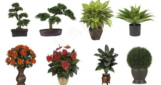 绿色观赏盆栽图片