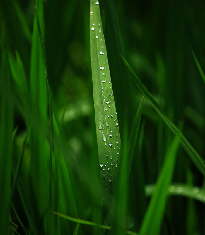 唯美绿草水珠图片