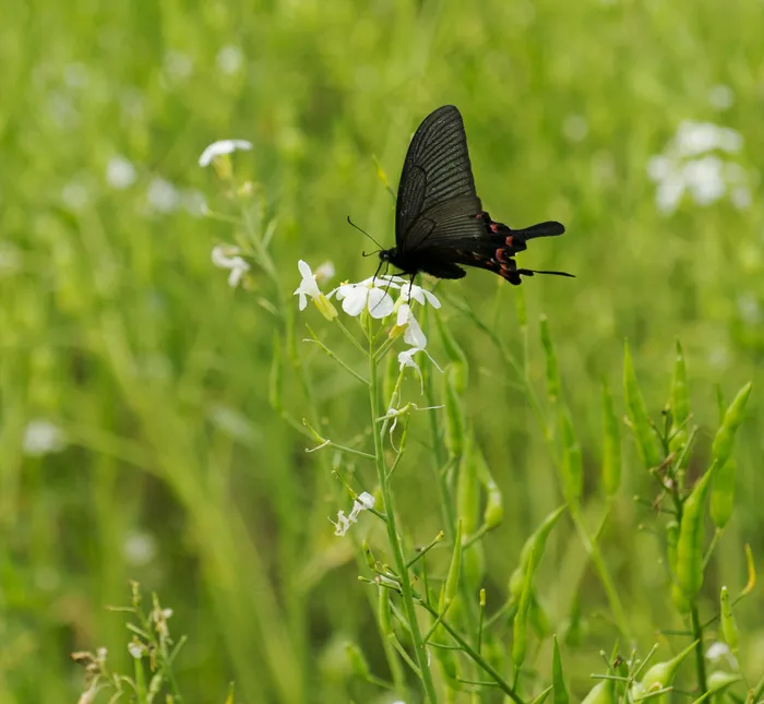 春天 花与碟图片 春天 花与碟图片