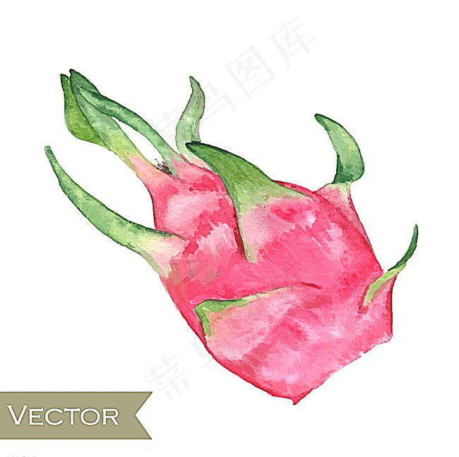 火龙果 矢量图图片