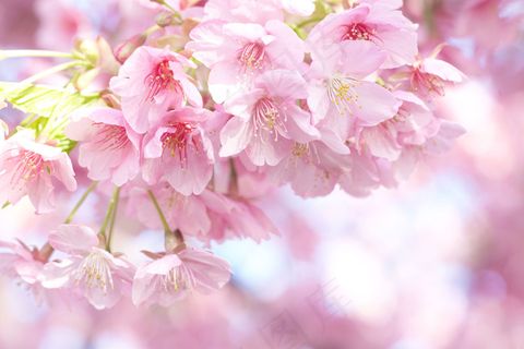 漂亮的粉色樱花图片