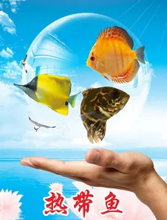 热带鱼图片