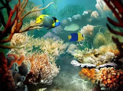 海洋鱼类图片