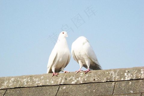 鸽子图片