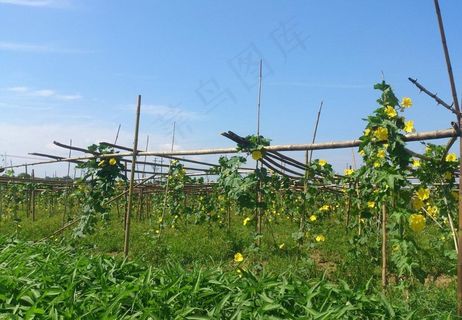 松西子千亩蔬菜基地图片