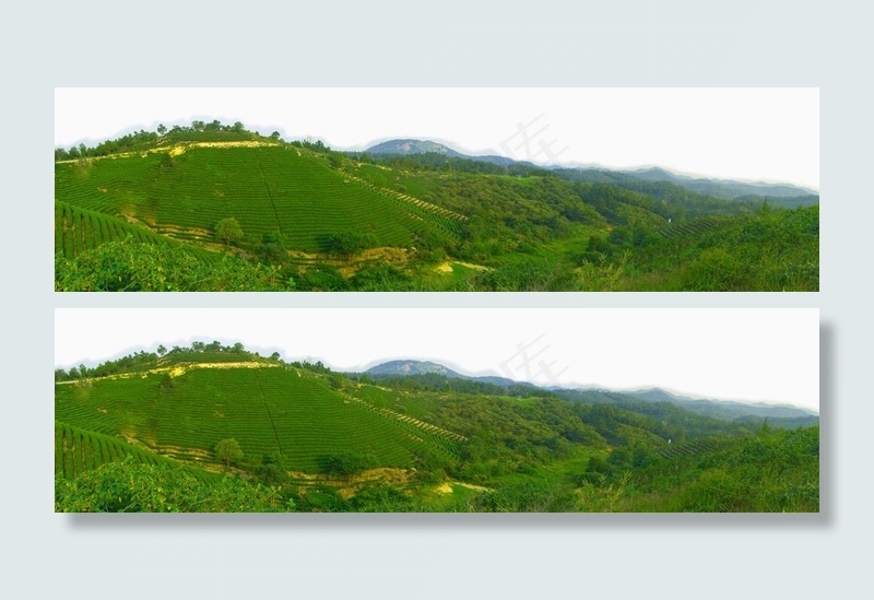 茶园风景 田园风光图片