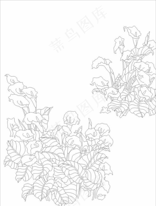 马蹄莲图片