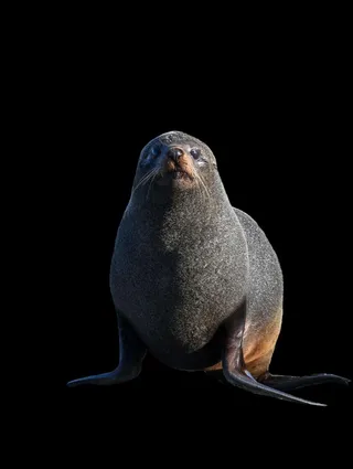 海豹免抠素材PSD分层