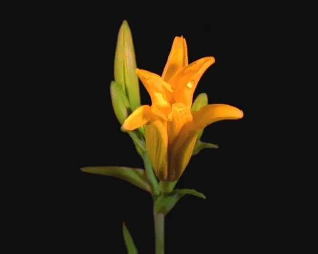 美丽的鲜花模板下载