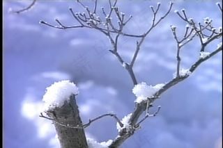 房地产专用自然美景花、小溪视频素材