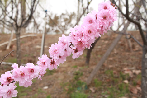山杏花