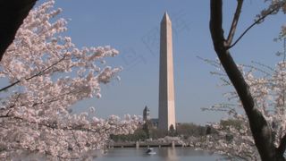 华盛顿纪念碑的樱花缩小股票视频 视...