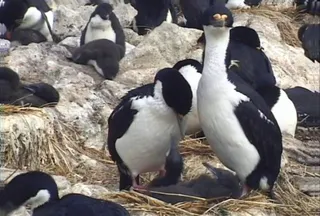 南极企鹅素材下载
