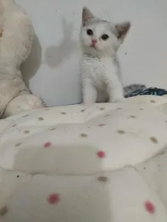 白色清新风宠物猫咪实拍摄影图