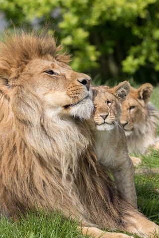 一群狮子图片