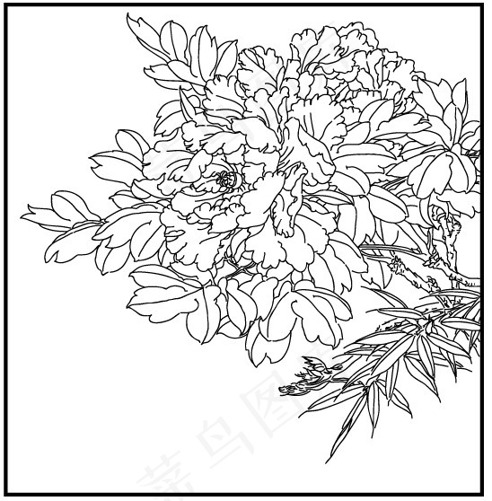 线描牡丹