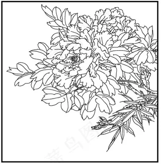 线描牡丹