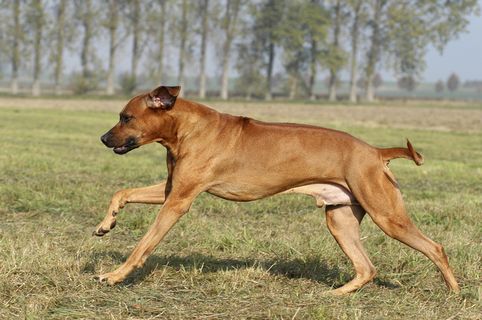 行走在草地上的大黄狗图片